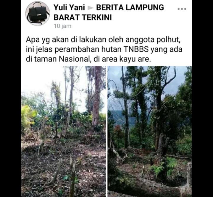 Heboh Di FB TNBBS Dirambah, Kinerja Polisi Kehutanan Dikeritik